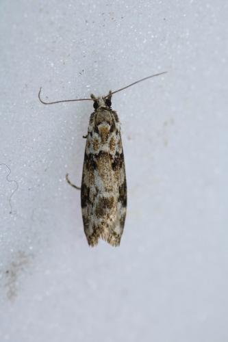 Eudonia delunella